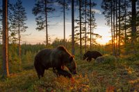 431 - BEARS AT SUNSET - NISKANEN ILKKA - finland <div